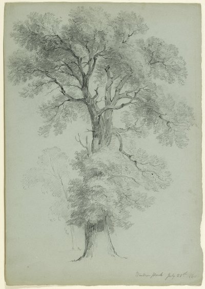 Tree Study, Windsor Park, England, 1840 by Asher Brown Durand